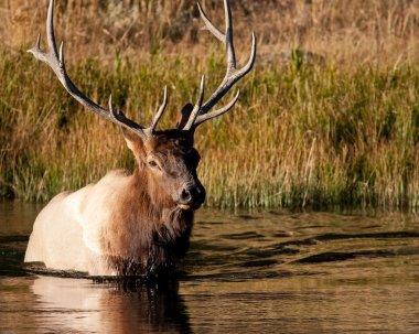 Boğa elk