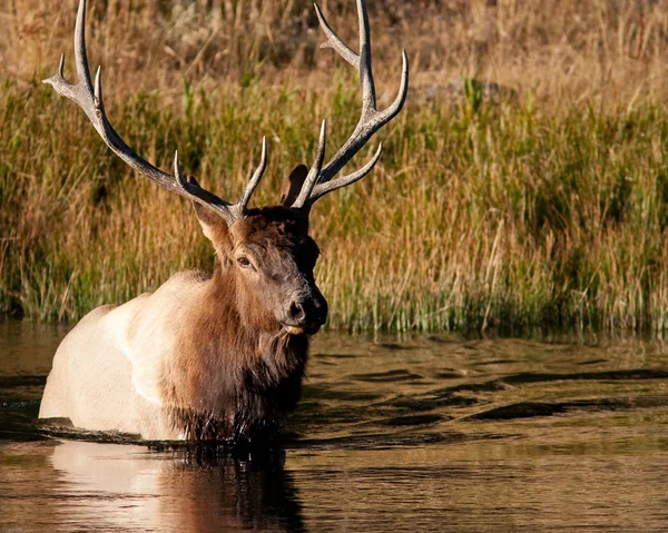 Boğa elk — Stok fotoğraf