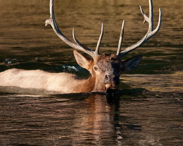 Alce de touro nadando — Fotografia de Stock