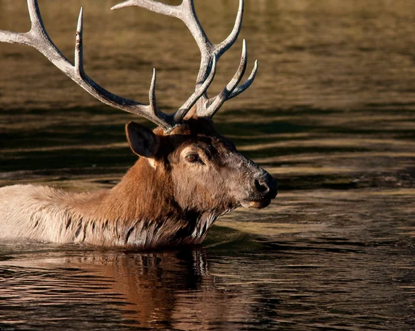 Bull elk swimming — Stock Photo, Image