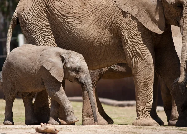 stock image African Elephants