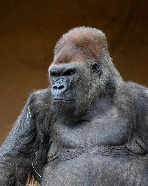 Gorilla-Männchen — Stockfoto