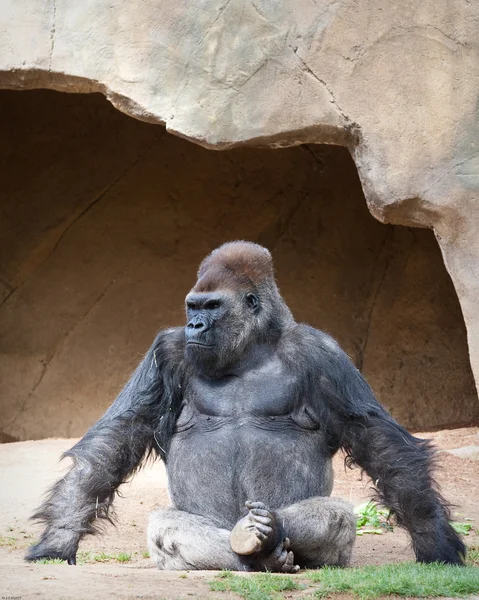 Gorila macho — Foto de Stock