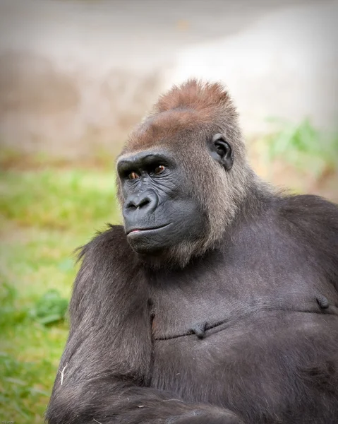 Female Gorilla — Stock Photo, Image