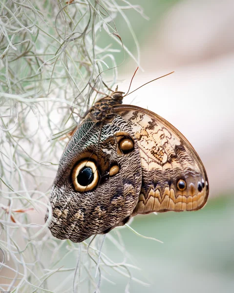 Giant Owl Butterfly — Stock Photo, Image
