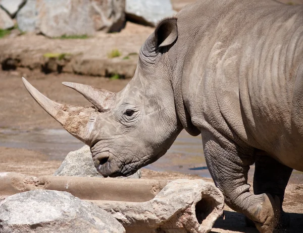 Stock image Rhinoceros