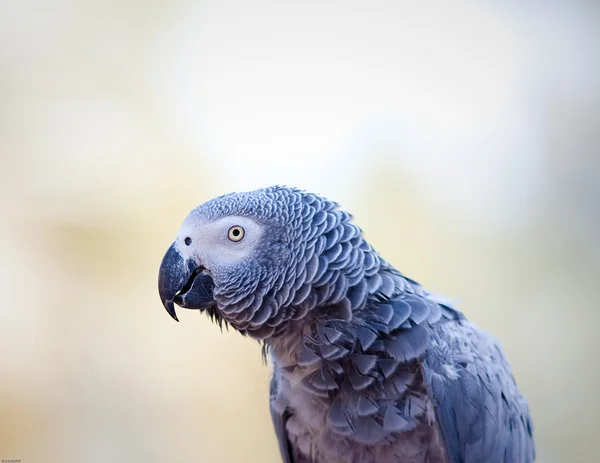 Αφρικανικός γκρίζος παπαγάλος — Φωτογραφία Αρχείου