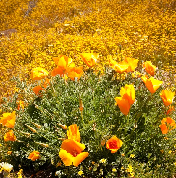 stock image California Poppies