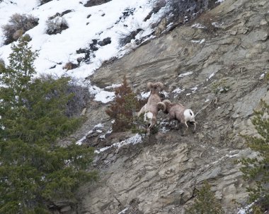 Bighorn koyun ram