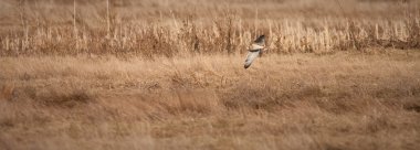 Short-eared Owl clipart