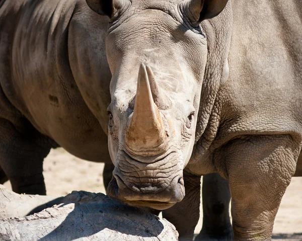 stock image Rhinoceros