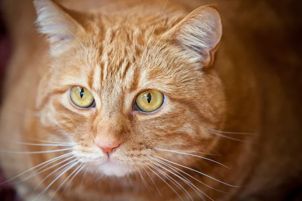 stock image Orange Cat