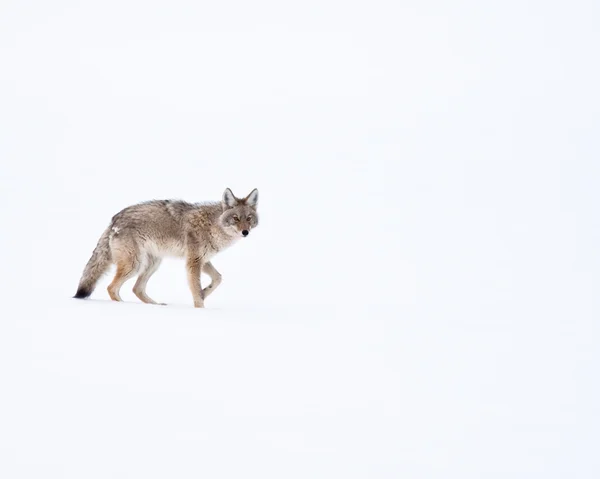 Kojote — Stockfoto
