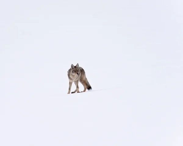 Coyote — Foto Stock