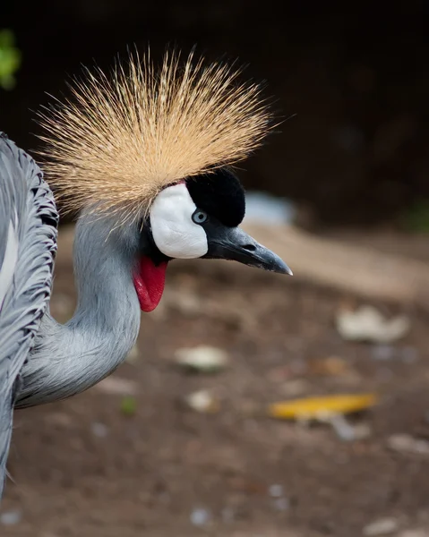 stock image East African Crowned Crane