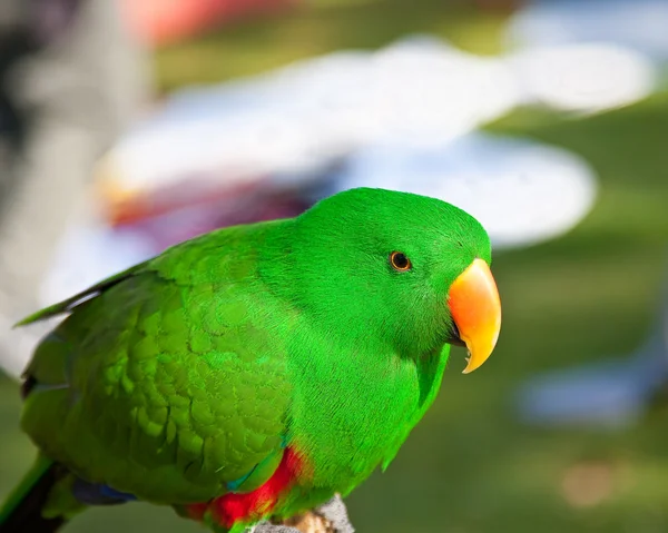 Nice parrot — Stock Photo © Deerphoto #38365147