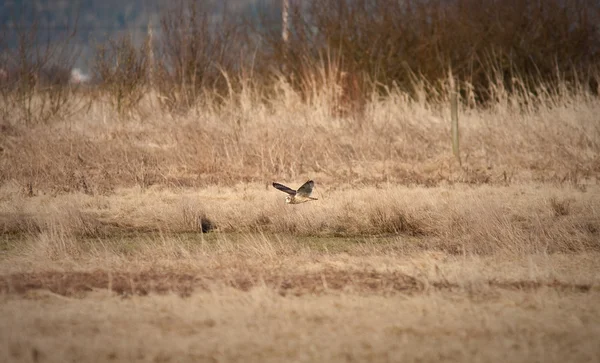 Короткоухая сова — стоковое фото