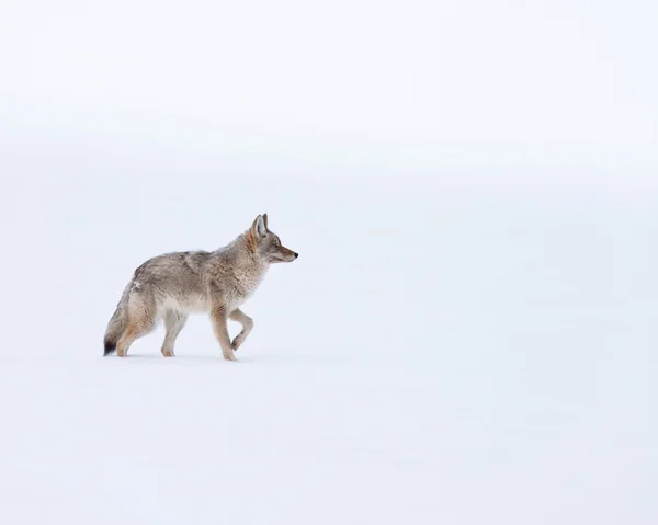 Coyote Imagen de stock
