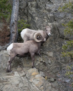 Bighorn Sheeps clipart