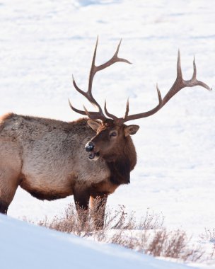 Boğa elk