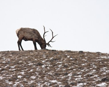 Boğa elk