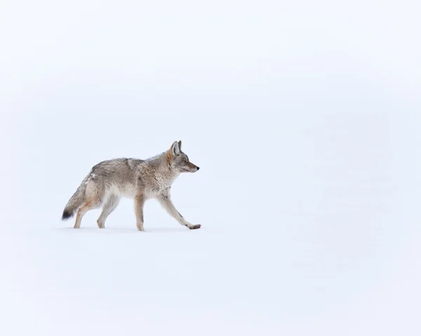Coyote — Stock fotografie