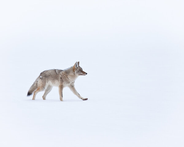 Coyote during winter in Yellowstone national park