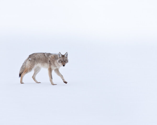 Coyote during winter in Yellowstone national park