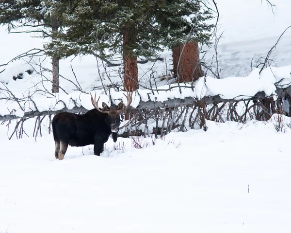 Bika jávorszarvas télen — Stock Fotó