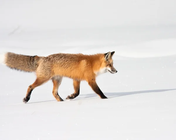 Lisica czerwona — Zdjęcie stockowe