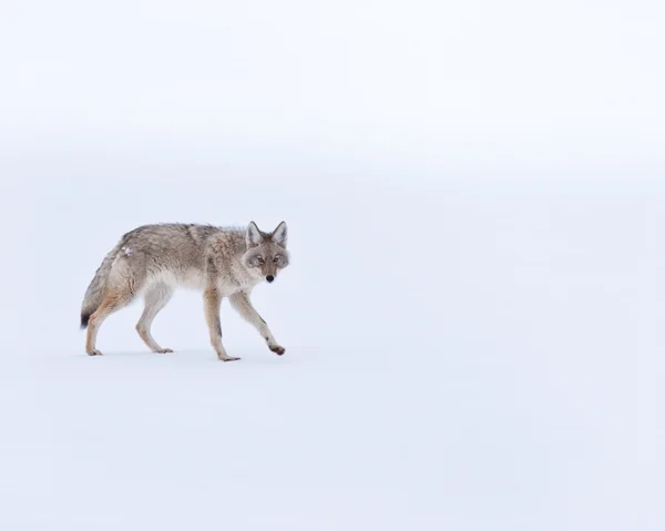 Coyote Imagen de stock