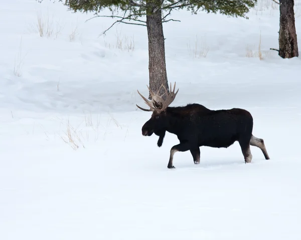 Alce touro no inverno Fotografia De Stock