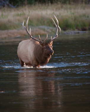 Boğa elk