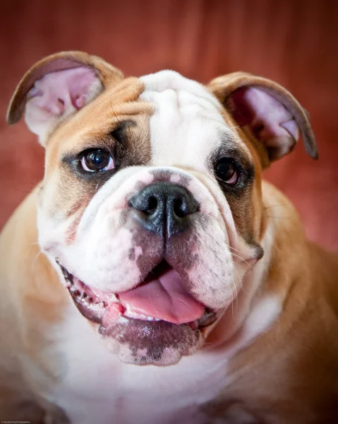 Bulldog puppy — Stockfoto