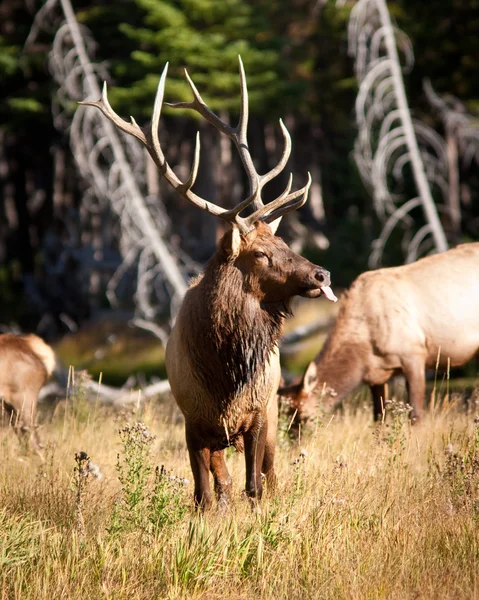 Bull Elk — Stock Photo, Image