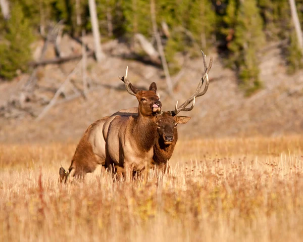 Býk elk — Stock fotografie