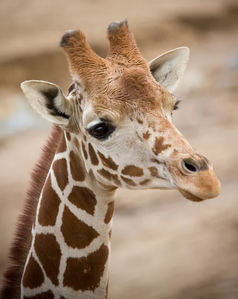 stock image Giraffe