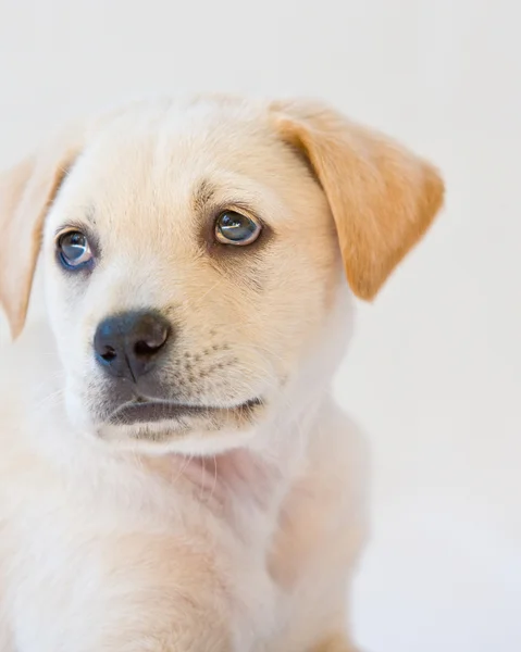 Labrador puppy — Stockfoto