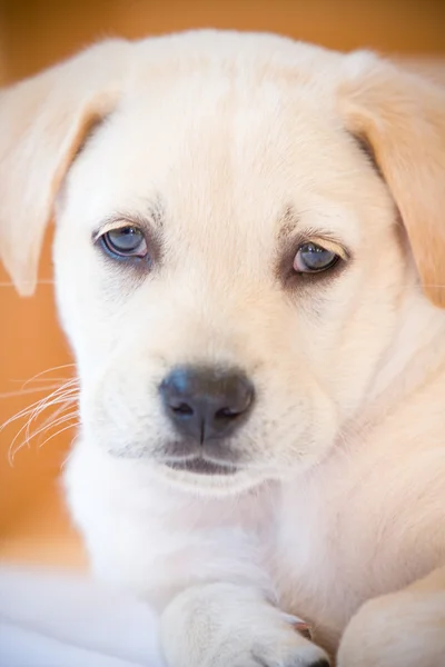 Stock image Labrador Puppy