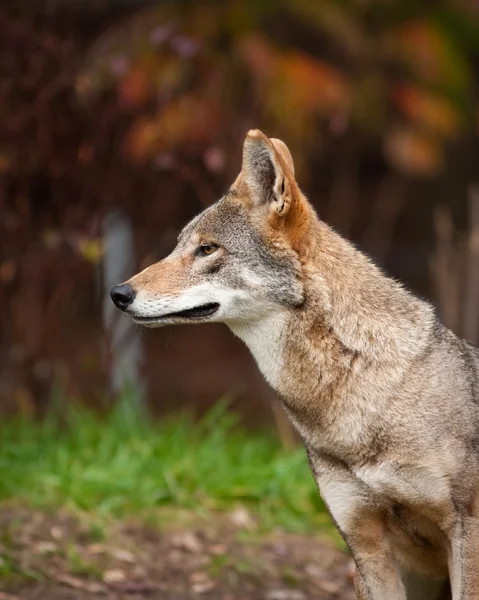Roter Wolf — Stockfoto