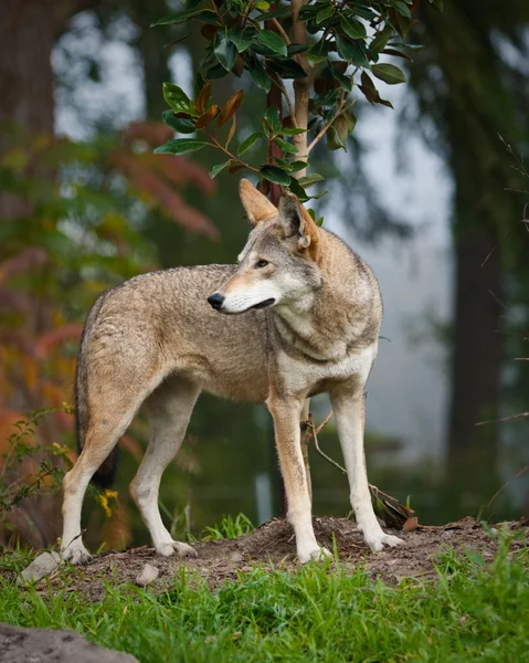 Красный волк — стоковое фото