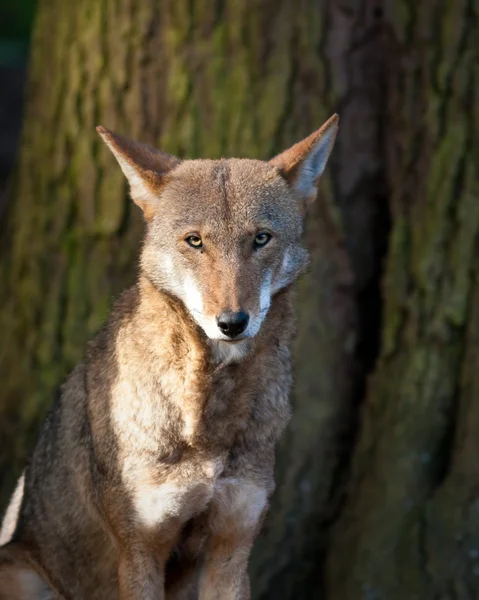 붉은 늑대 — 스톡 사진