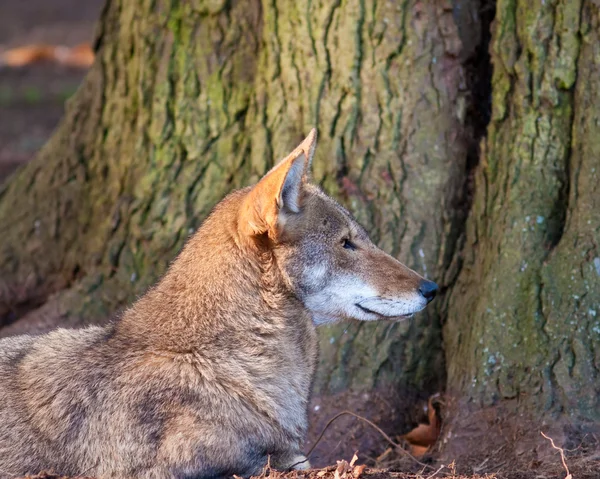 Красный волк — стоковое фото