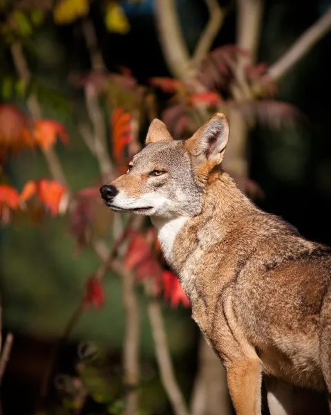 붉은 늑대 — 스톡 사진