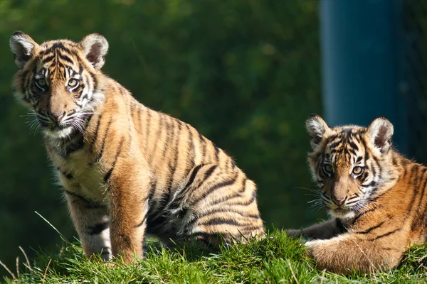 Tiger cub — Stockfoto