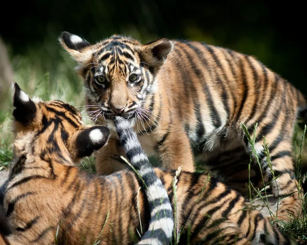 Tygří mláďata — Stock fotografie