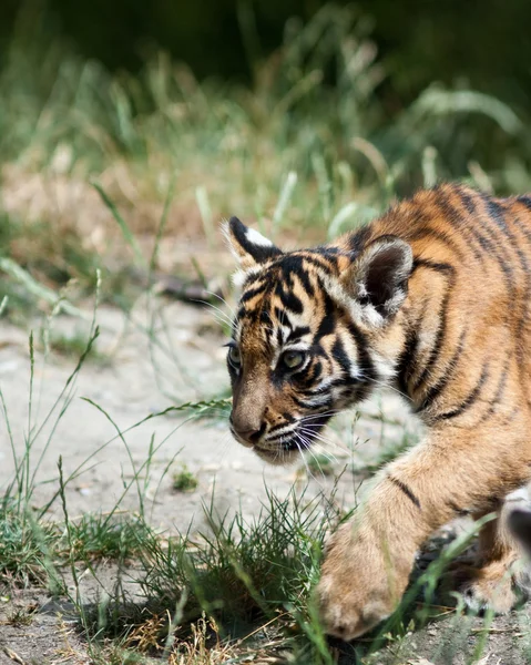 Cucciolo di tigre — Foto Stock
