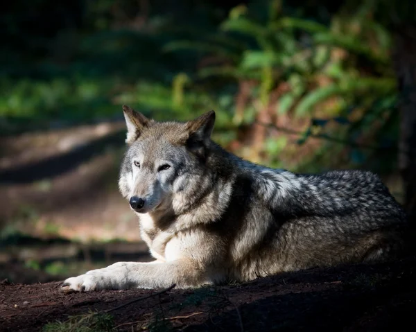 Grauer Wolf — Stockfoto