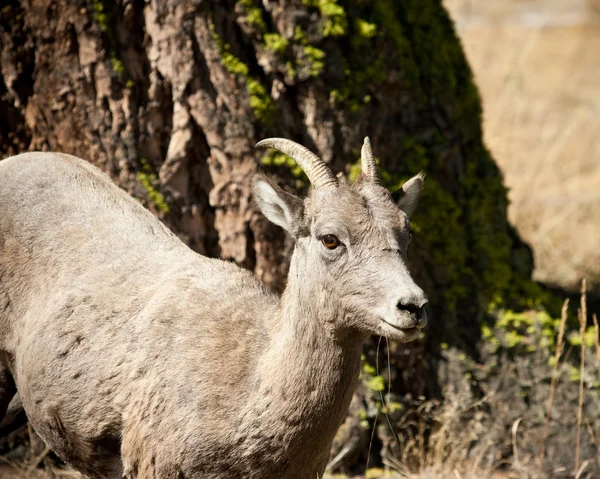 Bighorn schapen ooi — Stockfoto