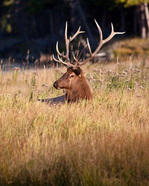 Boğa elk